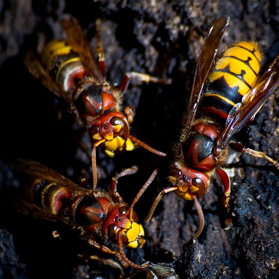 Three European hornets (Vespa crabro) on an oak tree. Photo taken with an Olympus E-5 in Caldwell County, NC, USA.Cropping and post-processing performed with Adobe Lightroom.