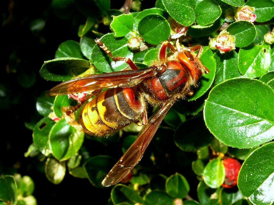 Vespa crabro germana, queen - Hornet on a Cotoneaster; Hornissenkoenigin auf Zwergmispelstrauch; Diese Königin hat den Winter überstanden und nutzt die Zwergmispelblüte als Nektarquelle zur Nahrung. W