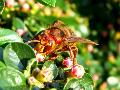 Vespa crabro qermana queen - Hornet on a Cotoneaster; Hornissenkoenigin auf Zwergmispelstrauch, Ansicht von Vorn; Diese Königin hat den Winter überstanden und nutzt die Zwergmispelblüte als Nektarquel