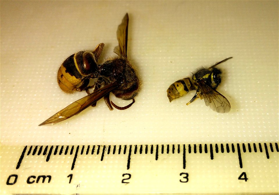 Size comparison of Wasp (assumed Vespula germanica of Vespula vulgaris) and Hornet (Vespa crabro). Both found dead, NRW Germany.