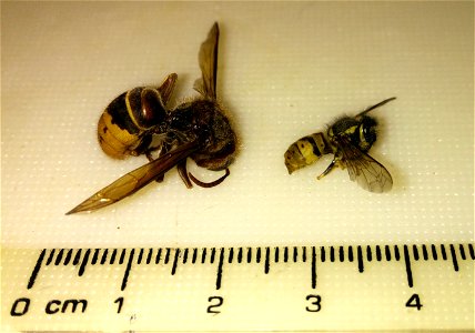 Size comparison of Wasp (assumed Vespula germanica of Vespula vulgaris) and Hornet (Vespa crabro). Both found dead, NRW Germany. photo