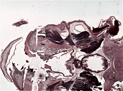 PRESERVED_SPECIMEN; ; ; microslide; microslide; ; IZ number 98956; lot count 1; Microslide 01, balsam, head, longitudinal section; Microslide 02, balsam, head, longitudinal section; Mic