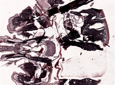 PRESERVED_SPECIMEN; ; ; microslide; microslide; ; IZ number 98956; lot count 1; Microslide 01, balsam, head, longitudinal section; Microslide 02, balsam, head, longitudinal section; Mic