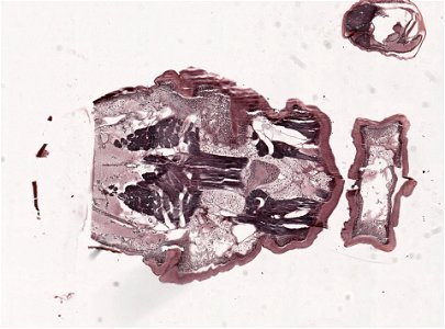 PRESERVED_SPECIMEN; ; ; microslide; microslide; ; IZ number 98956; lot count 1; Microslide 01, balsam, head, longitudinal section; Microslide 02, balsam, head, longitudinal section; Mic