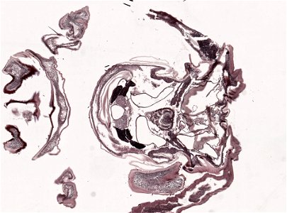 PRESERVED_SPECIMEN; ; ; microslide; microslide; ; IZ number 98956; lot count 1; Microslide 01, balsam, head, longitudinal section; Microslide 02, balsam, head, longitudinal section; Mic