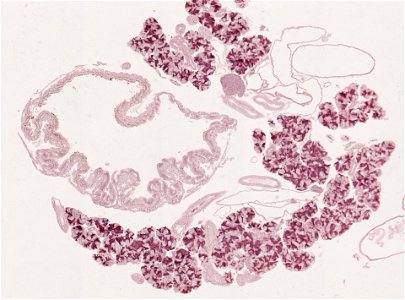 PRESERVED_SPECIMEN; ; ; microslide; ; IZ number 98975; lot count 1; Microslide 01, balsam, salivary gland, serial section; Microslide 02, balsam, salivary gland, serial section; Microsl photo