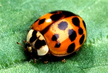 Image title: Insect lady beetle Image from Public domain images website, http://www.public-domain-image.com/full-image/fauna-animals-public-domain-images-pictures/insects-and-bugs-public-domain-images photo