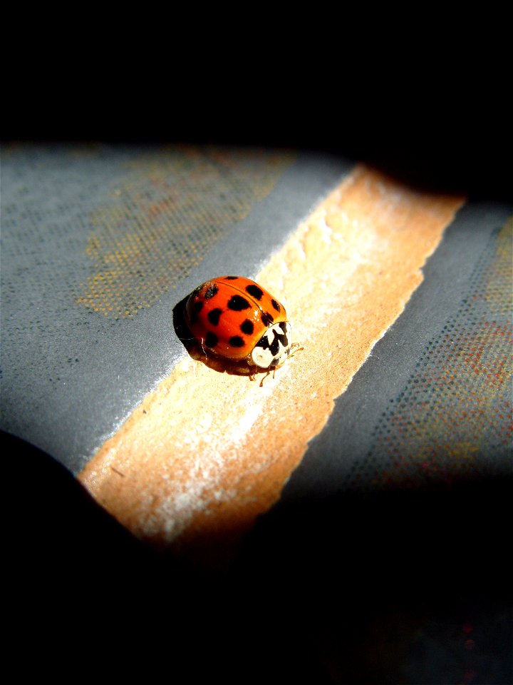 Ladybug ladybird red bug photo