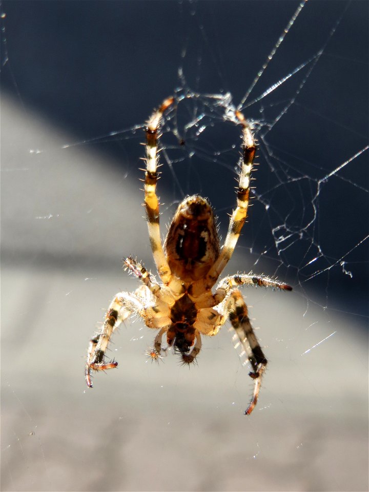 Gartenkreuzspinne (Araneus diadematus) in Hockenheim