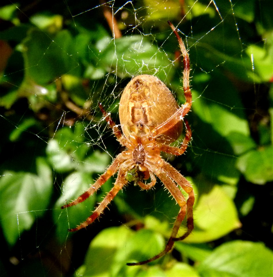 Araneus diadematus photo