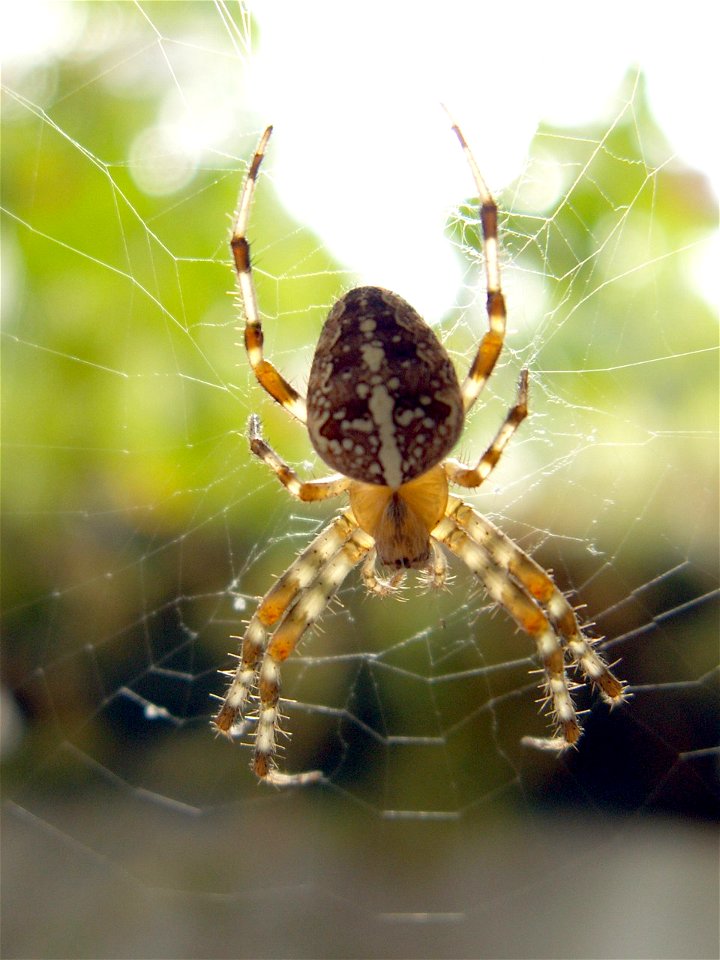 Gartenkreuzspinne (Araneus diadematus)