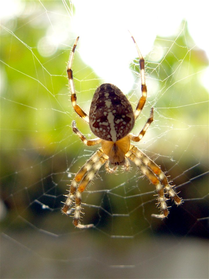 Gartenkreuzspinne (Araneus diadematus) photo