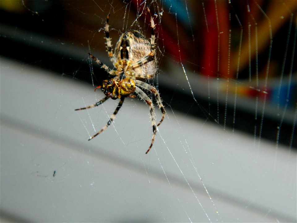 Dies ist eine Spinne vor einem Fenster bei diesem Exemplar handelt es sich vermutlich um eine Kreutzspinne ich könnte mich aber auch irren. In ihrem Gebiss befindet sich eine Wespe.