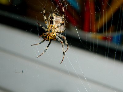Dies ist eine Spinne vor einem Fenster bei diesem Exemplar handelt es sich vermutlich um eine Kreutzspinne ich könnte mich aber auch irren. In ihrem Gebiss befindet sich eine Wespe. photo