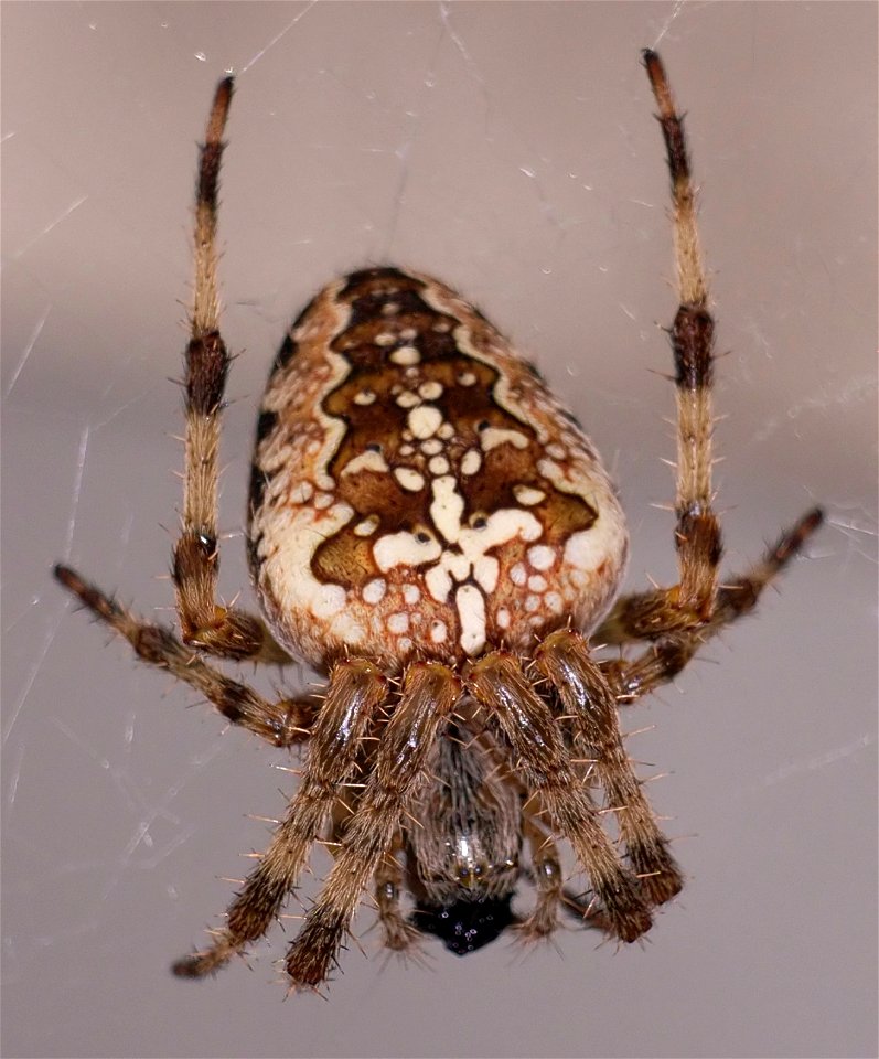 garden spider in cobweb