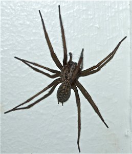 Grosse Winkelspinne