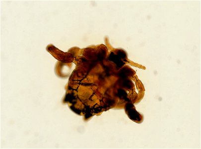 PRESERVED_SPECIMEN; ; ADULT; microslide; ; IZ number 93617; lot count 1; Microslide 01, balsam, whole mount; adult;