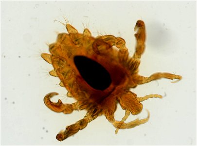 PRESERVED_SPECIMEN; ; ADULT; microslide; ; IZ number 93619; lot count 1; Microslide 01, balsam, whole mount; adult;