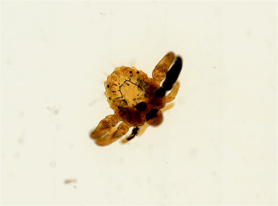 PRESERVED_SPECIMEN; ; ADULT; microslide; ; IZ number 93644; lot count 1; Microslide 01, balsam, whole mount; adult;