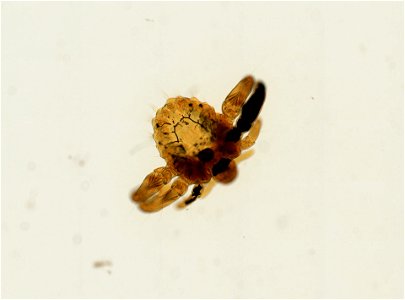PRESERVED_SPECIMEN; ; ADULT; microslide; ; IZ number 93644; lot count 1; Microslide 01, balsam, whole mount; adult;