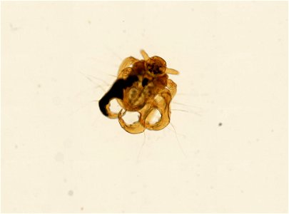 PRESERVED_SPECIMEN; ; ; microslide; ; IZ number 93662; lot count 1; Microslide 01, balsam, whole mount; egg;