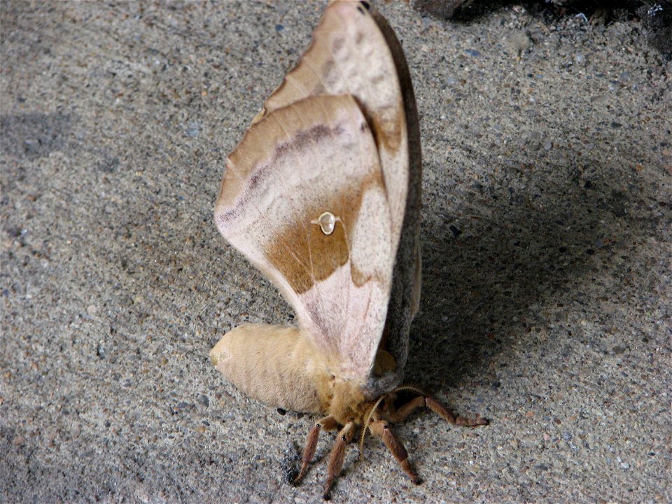 Female Antheraea polyphemus, Rosslyn, across from Rosslyn Metro station.