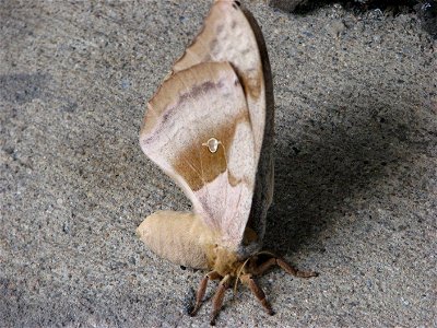 Female Antheraea polyphemus, Rosslyn, across from Rosslyn Metro station.