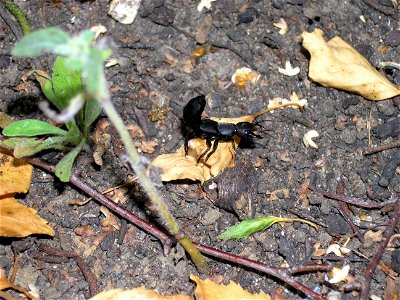 devil's coach-horse beetle (Ocypus olens) photo