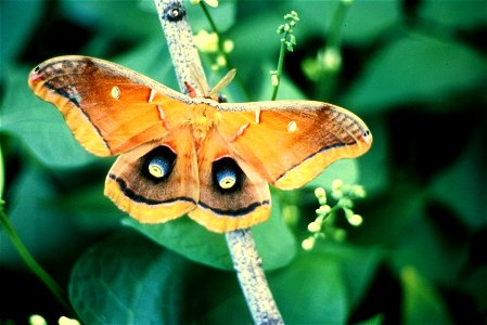 Image title: Polyphemus moth insect Image from Public domain images website, http://www.public-domain-image.com/full-image/fauna-animals-public-domain-images-pictures/insects-and-bugs-public-domain-im photo