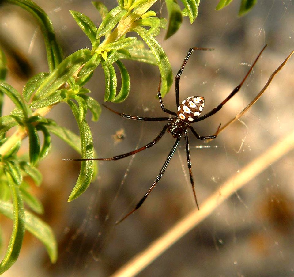 Black widow spider, young male, Europe, Croatia,  photo by K. Korlevic (Korlević)