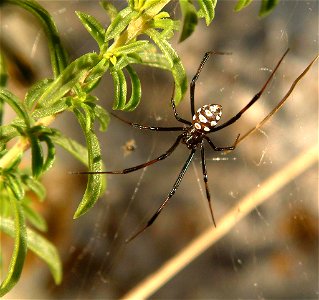Black widow spider, young male, Europe, Croatia, photo by K. Korlevic (Korlević) photo