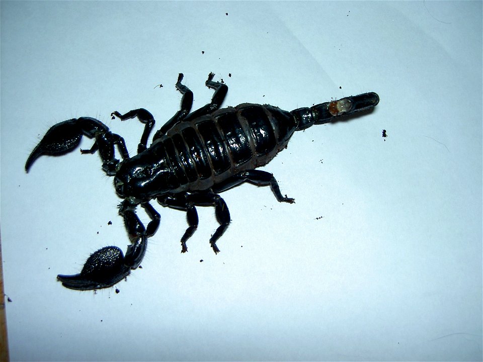 Pandinus imperator