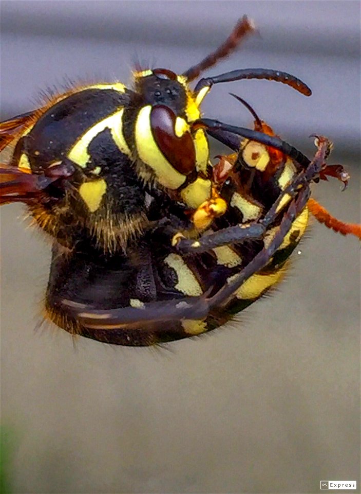 Bald-faced hornet