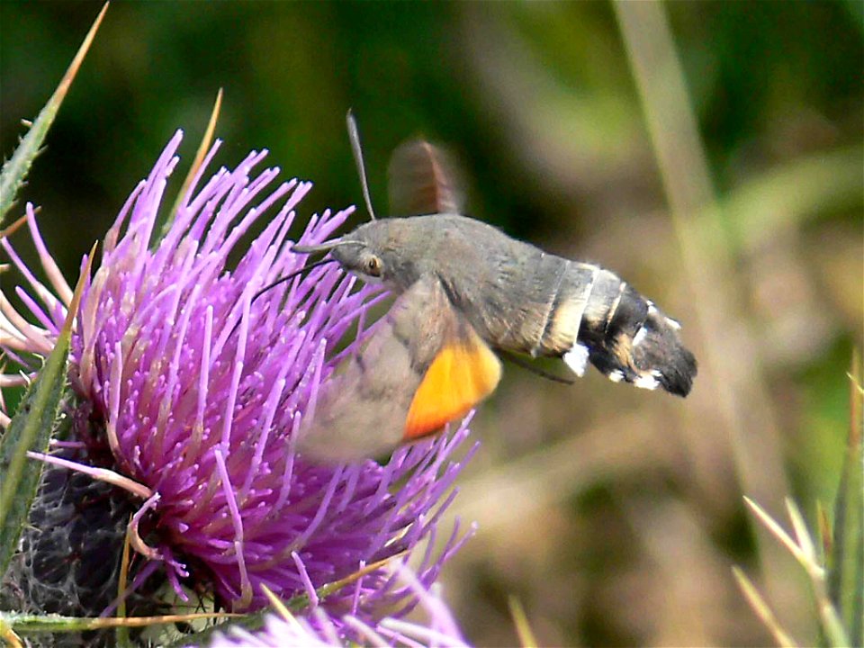 Macroglossum stellatarum in volo