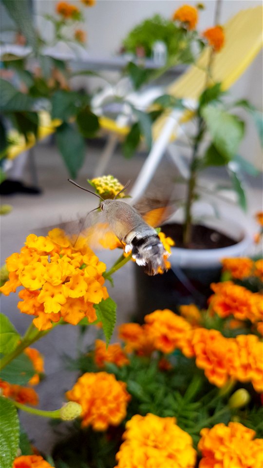 Taubenschwänzchen in Niederösterreich, Juli 2018