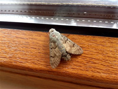 Unidentified moth at Kassandra in Chalkidiki photo
