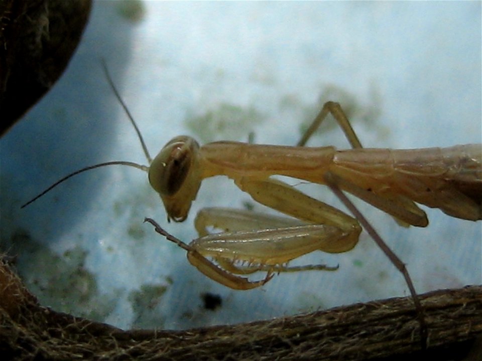 detail foto of a Mantis religiosa baby(length:6 mm)