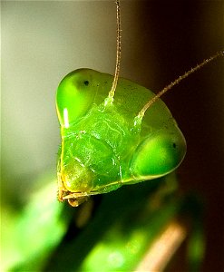praying mantis head close-up photo