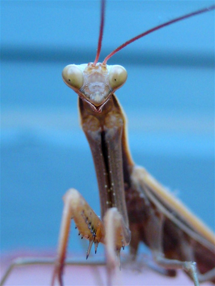 Mantis religiosa photo