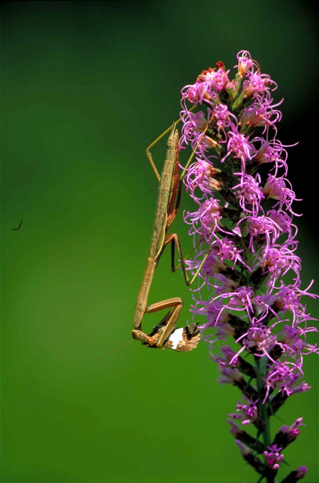 Image title: Praying mantis insect mantis religiosa on dense blazingstar flower
Image from Public domain images website, http://www.public-domain-image.com/full-image/fauna-animals-public-domain-image