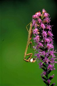 Image title: Praying mantis insect mantis religiosa on dense blazingstar flower Image from Public domain images website, http://www.public-domain-image.com/full-image/fauna-animals-public-domain-image photo