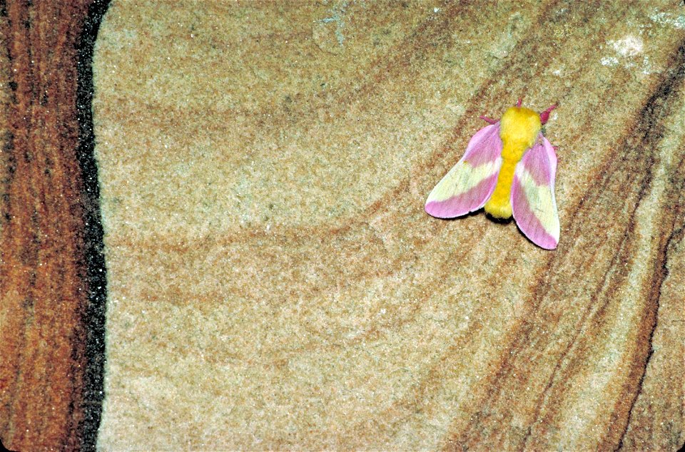 Image title: Rosy maple moth dryocampa rubicunda with fuzzy yellow body and pink and yellow wings
Image from Public domain images website, http://www.public-domain-image.com/full-image/fauna-animals-p