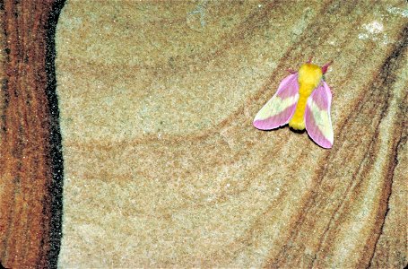 Image title: Rosy maple moth dryocampa rubicunda with fuzzy yellow body and pink and yellow wings Image from Public domain images website, http://www.public-domain-image.com/full-image/fauna-animals-p photo