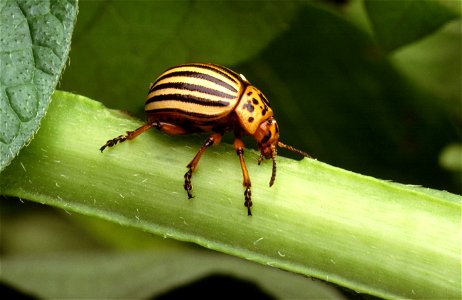 Image title: Colorado potato beetle
Image from Public domain images website, http://www.public-domain-image.com/full-image/fauna-animals-public-domain-images-pictures/insects-and-bugs-public-domain-im