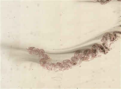 PRESERVED_SPECIMEN; ; ; microslide; ; IZ number 98922; lot count 1; Microslide 01, balsam, alimentary canal, serial section;