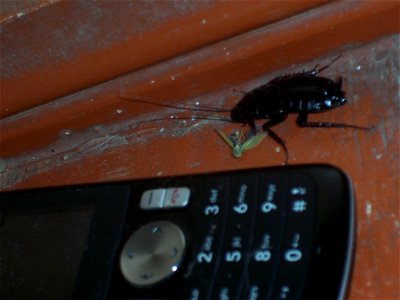 Male Blatta orientalis, picture taken on a small farm in Tbilissi (Georgia) photo