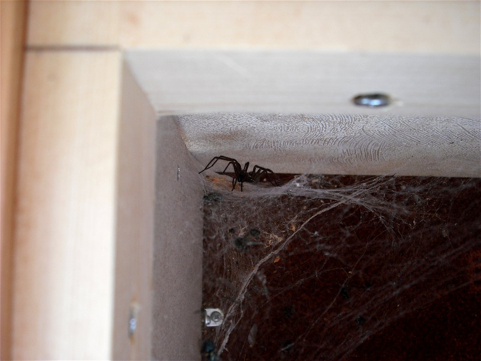 Tegenaria domestica.