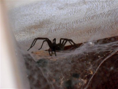Tegenaria domestica.