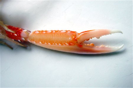 Nipper of a living Norway lobster (Nephrops norvegicus).