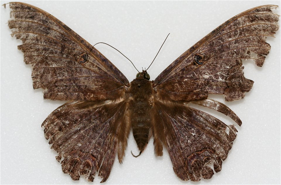 Male Black Witch (Ascalapha odorata)
